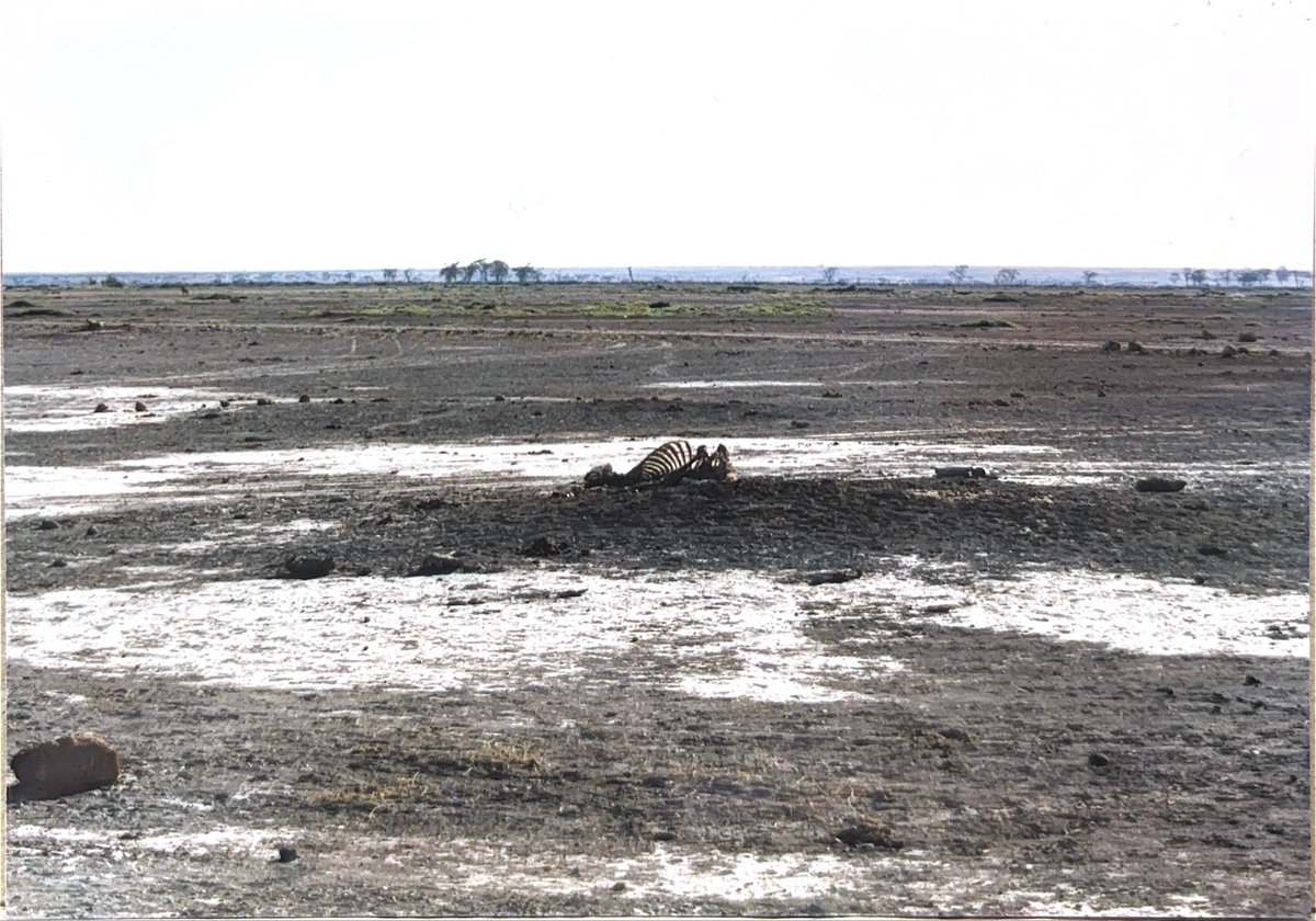 正気の沙汰ノペルカも金次第 tweet media