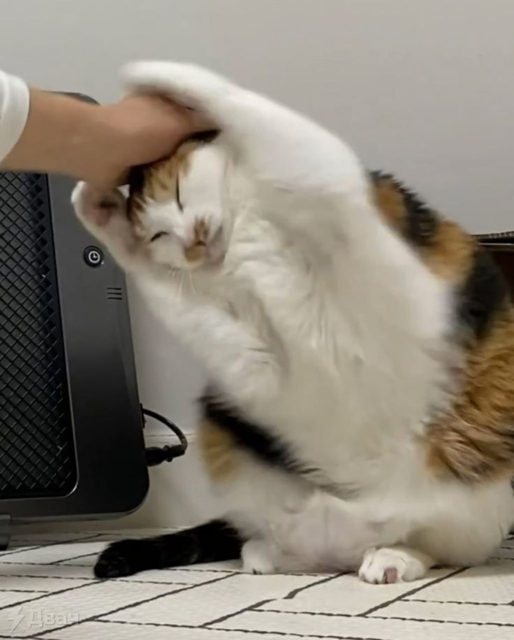 The Cats 𝕏 tweet media