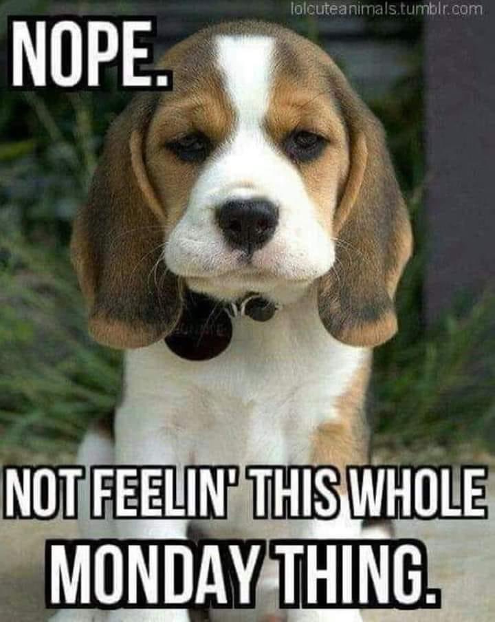 Carl (Shenanigans! ☮️) Jones tweet media