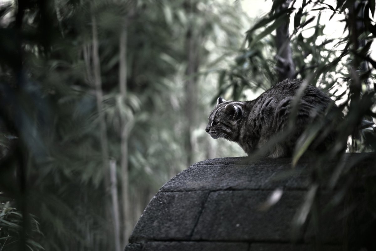 空白寺 tweet media