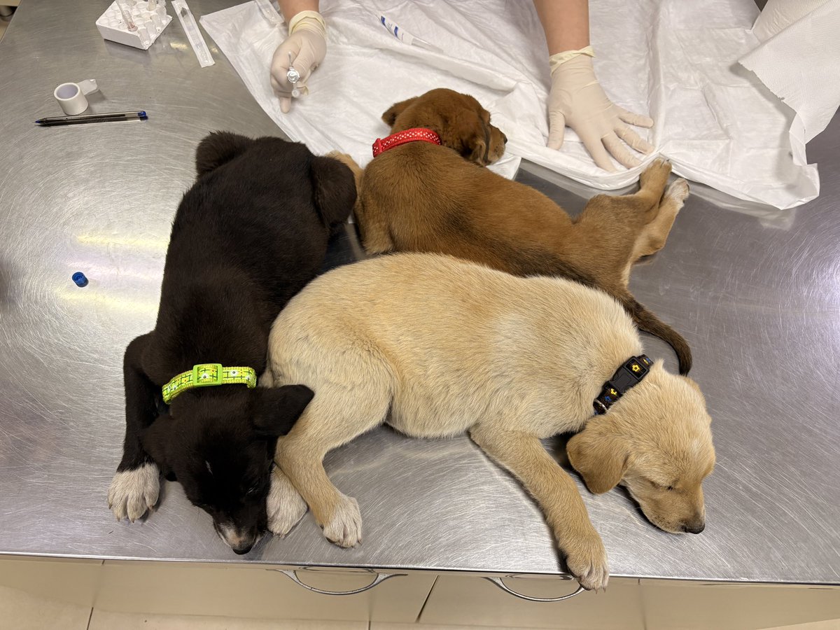 hellfire jr tweet media