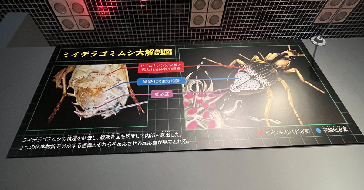 マシュマー・テロ tweet media