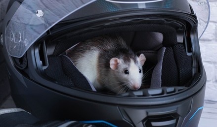 30enne in ascesa a Milano ammanicata ovunque™️ tweet media