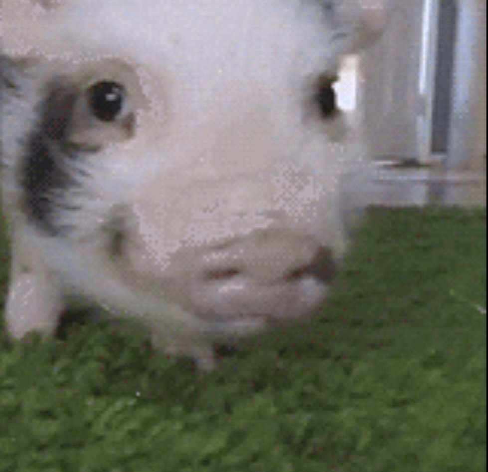 Fax/Meta 🏳️‍⚧️😈 tweet media