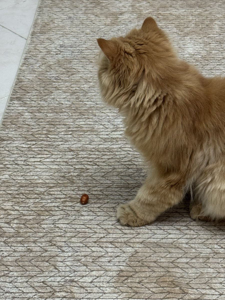 روباه دشت زنگاریشونم 🦊 tweet media