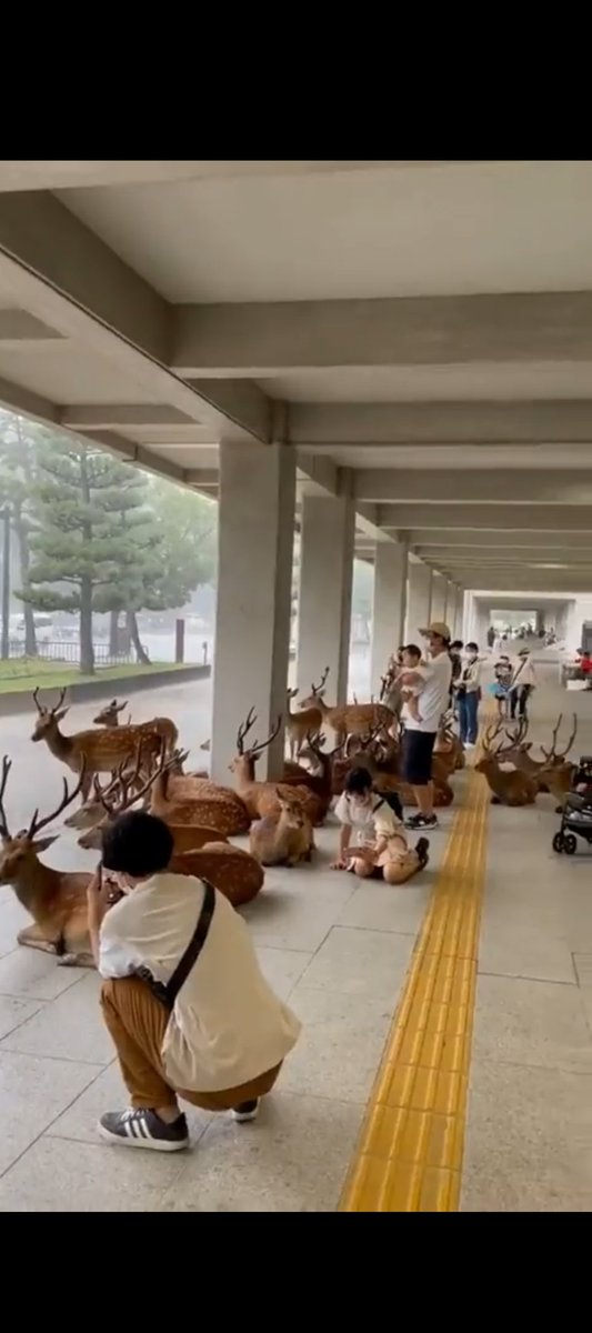 テキ屋の矢田沢Aちゃん💣️🇷🇺 tweet media