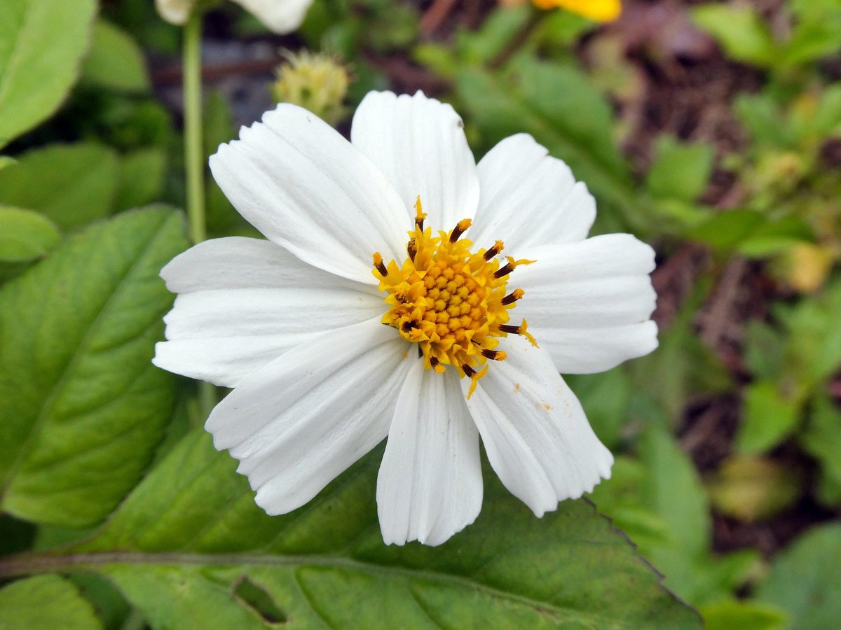hychan0610's tweet photo. 漂亮的小花🌼 #花卉 #flowers #flowerphotos #花卉攝影 #panasonictz95 https://t.co/n7E1Rz6jWz