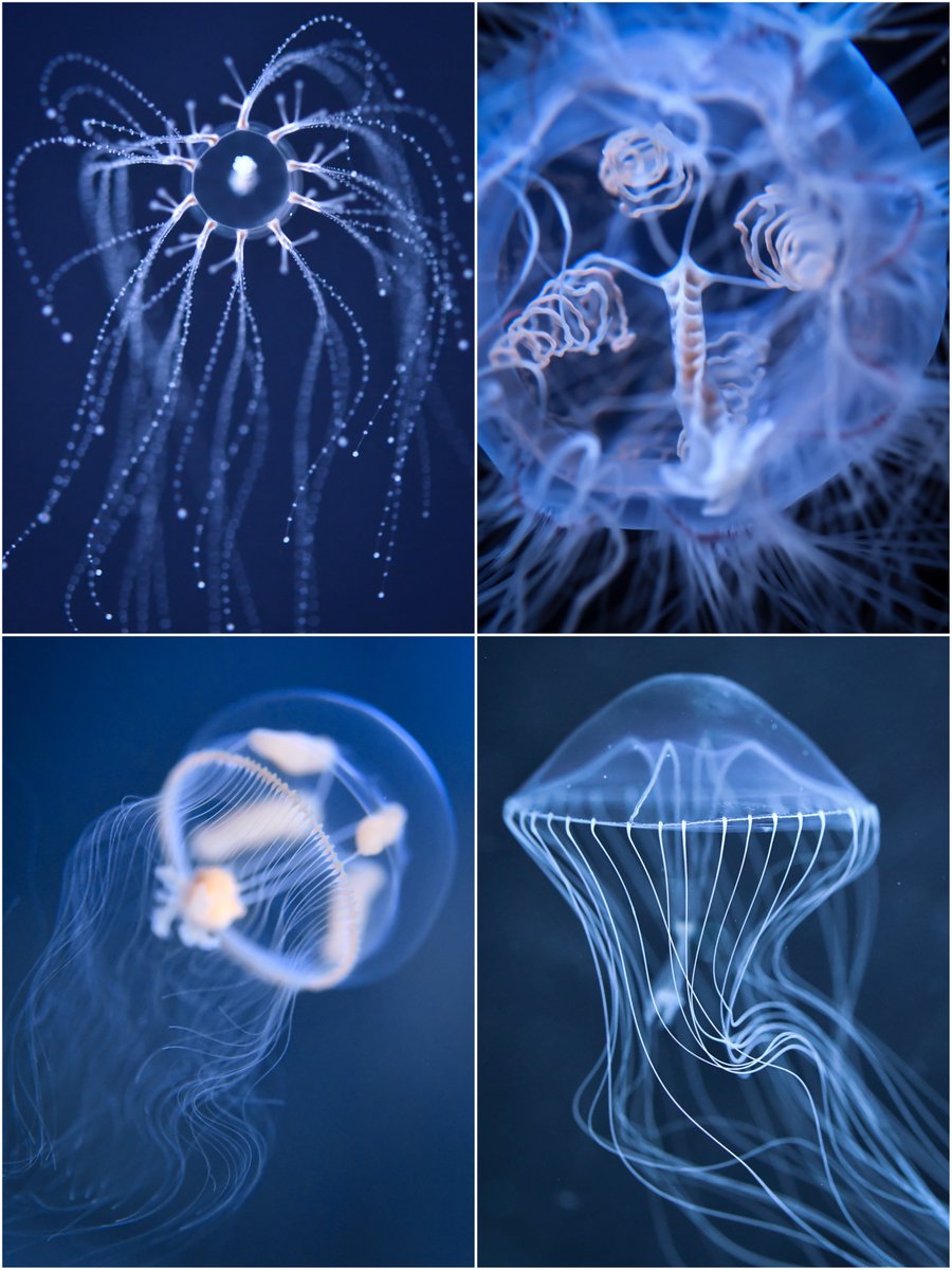 なたりっぷ tweet media