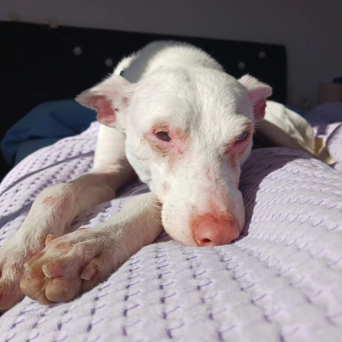 SOS Abuelos tweet media