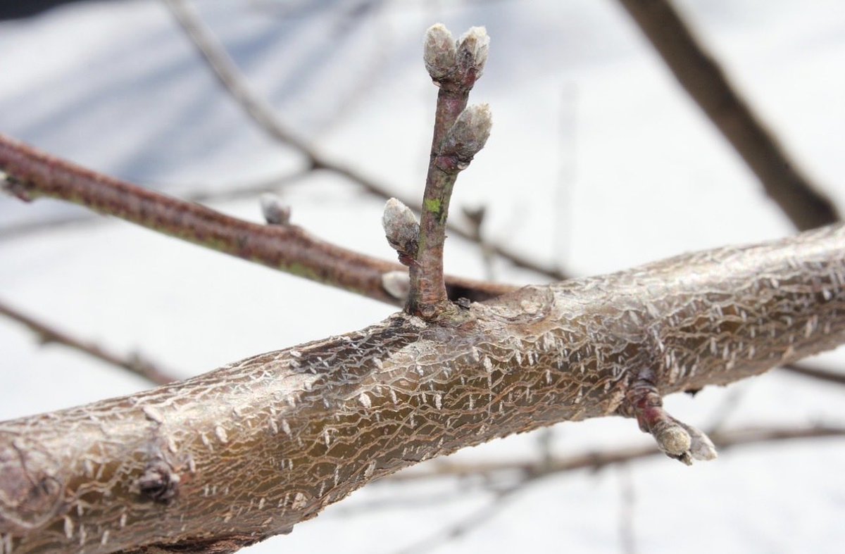 🌻 AnnetteJB- Go Wild tweet media