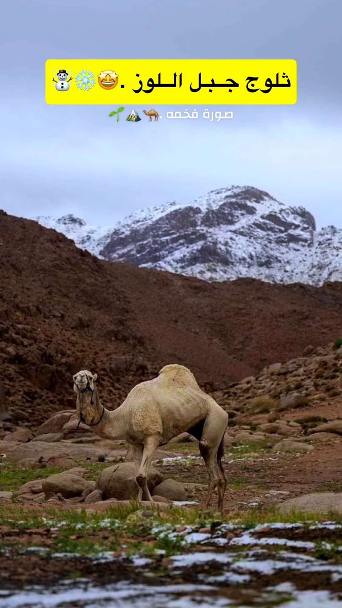 فهد الطرفاوي المسعودي tweet media