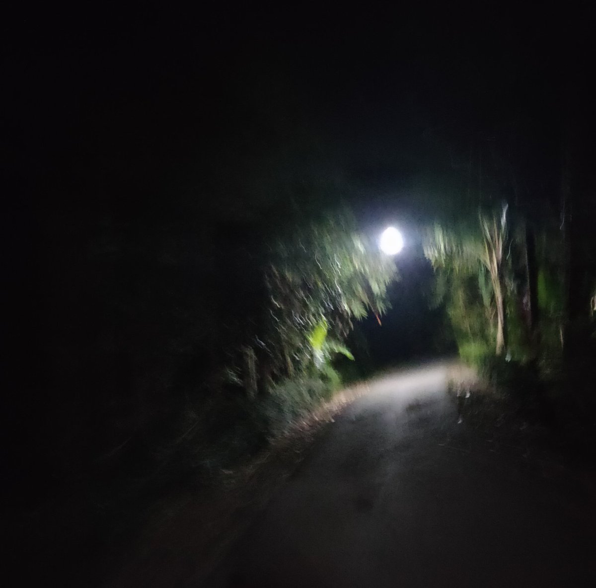 susentot tweet media