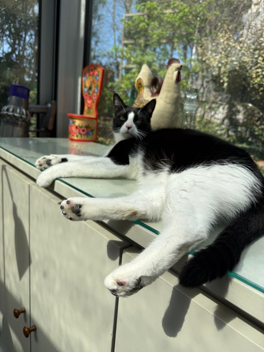 Hintermann A. Mémona tweet media