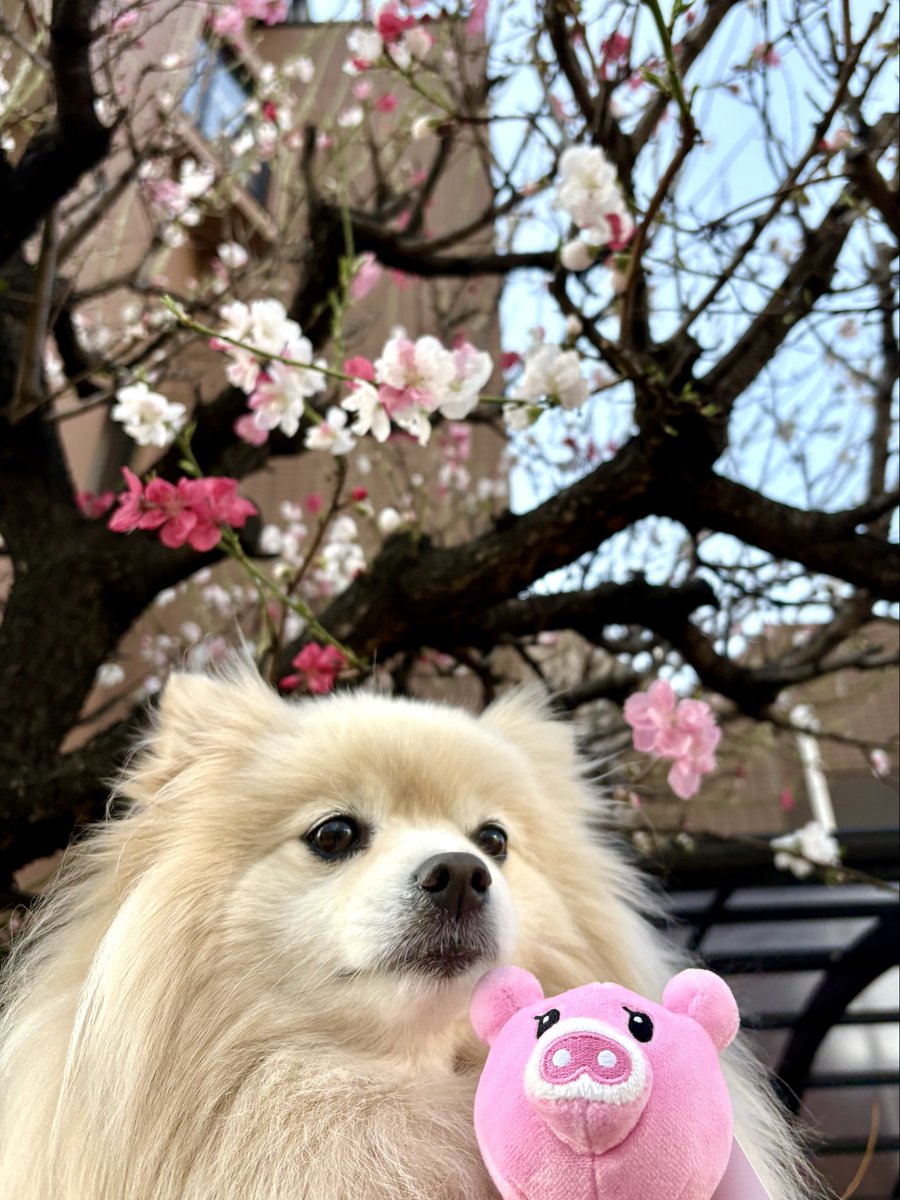 ⭐️今日のぽめチュ⭐️ tweet media