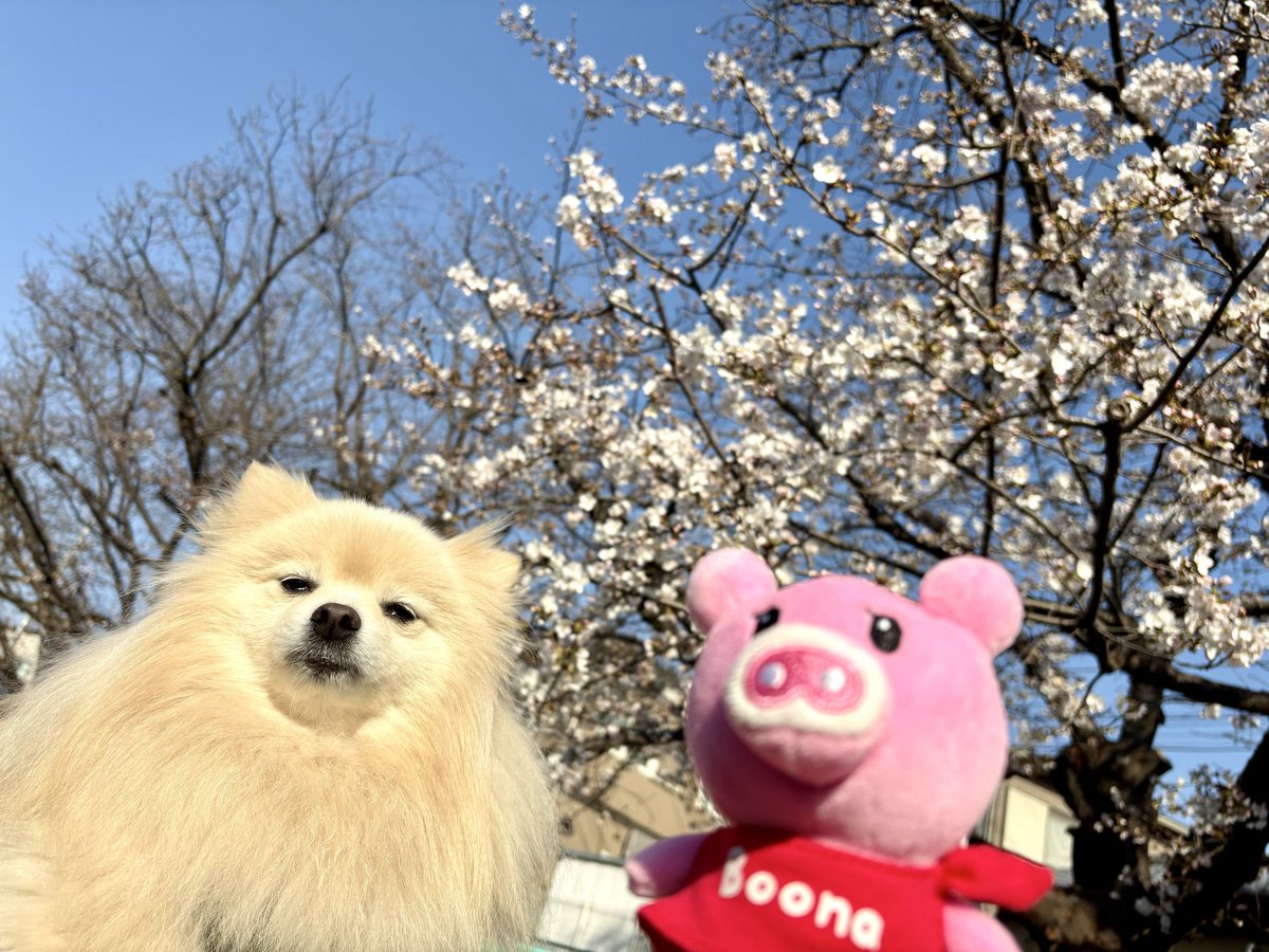 ⭐️今日のぽめチュ⭐️ tweet media