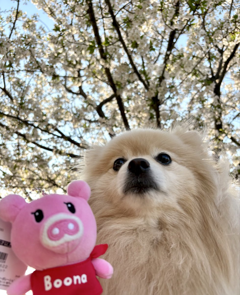 ⭐️今日のぽめチュ⭐️ tweet media