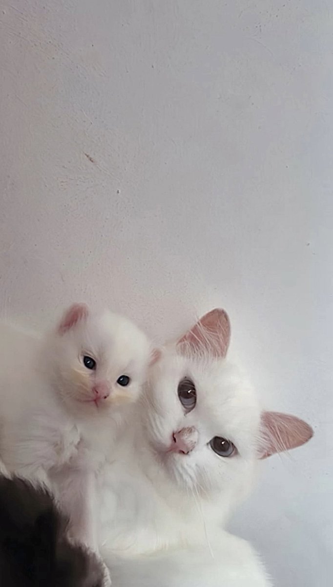 nupinupinupi tweet media