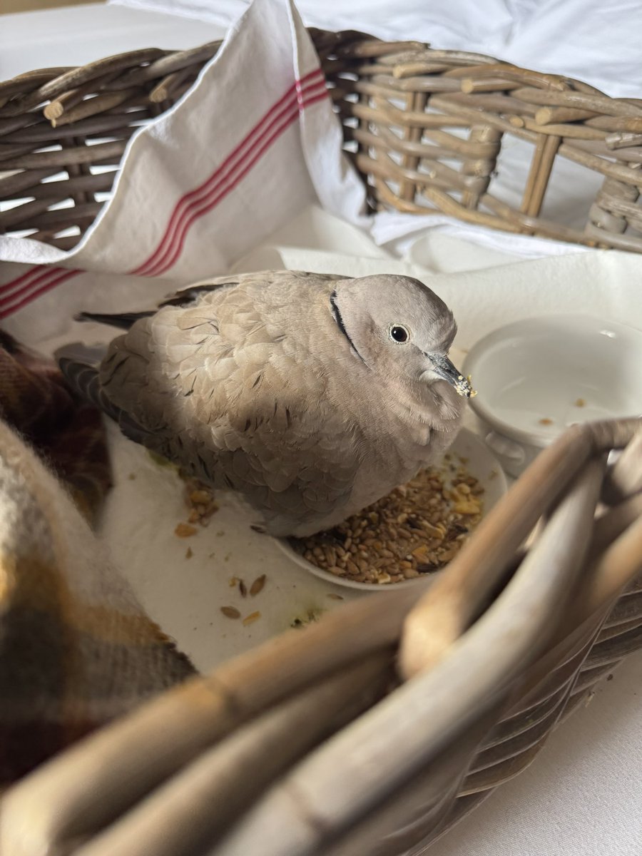 Moustache tweet media