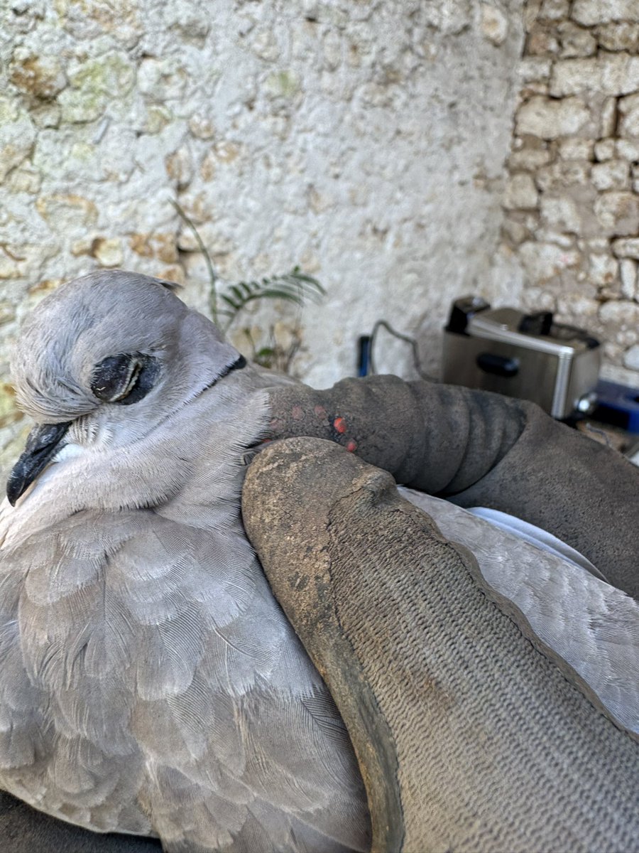 Moustache tweet media