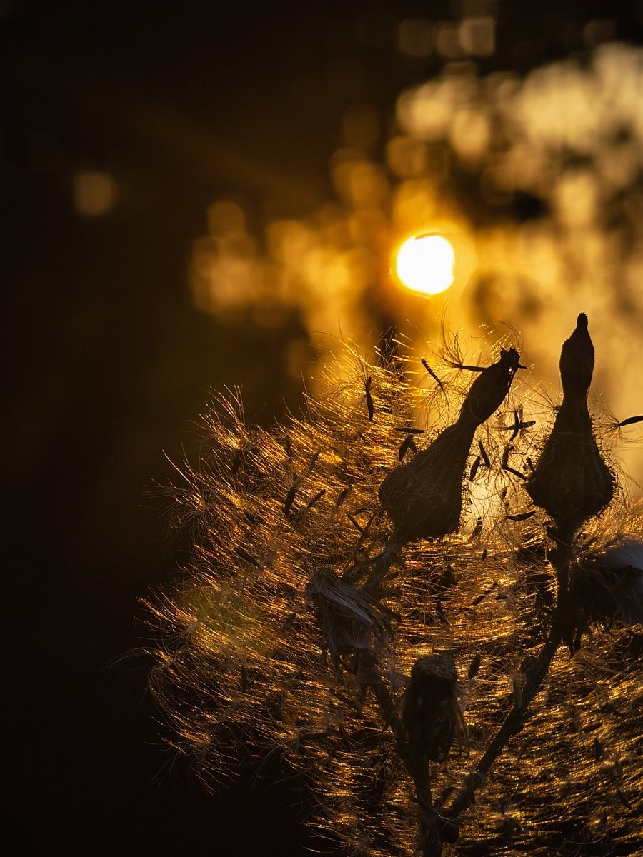 Paritosh_33's tweet photo. Some fun #sunset shots..
#PhotographyIsArt https://t.co/ih14Xv0Khe