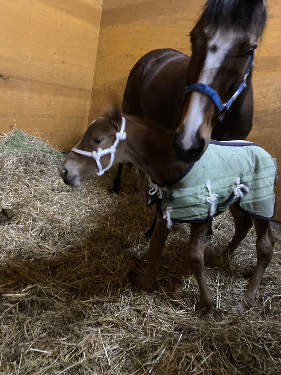 馬きち tweet media