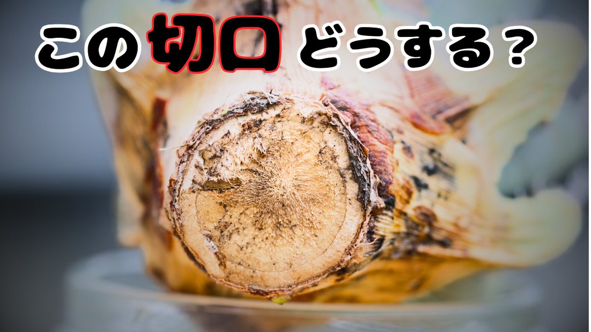 amuplants's tweet photo. この切り口、どうする？

スパッと切られたエボリスピナ現地球の発根管理について動画にしました。
正直かなり難しいタイプだと思っています。
自分がこの株をどう見て、どう考えて管理するかを話しました。
同じような株で悩んでいる方はぜひ。

https://t.co/k3nH76np42 https://t.co/iWwGRUKJkq