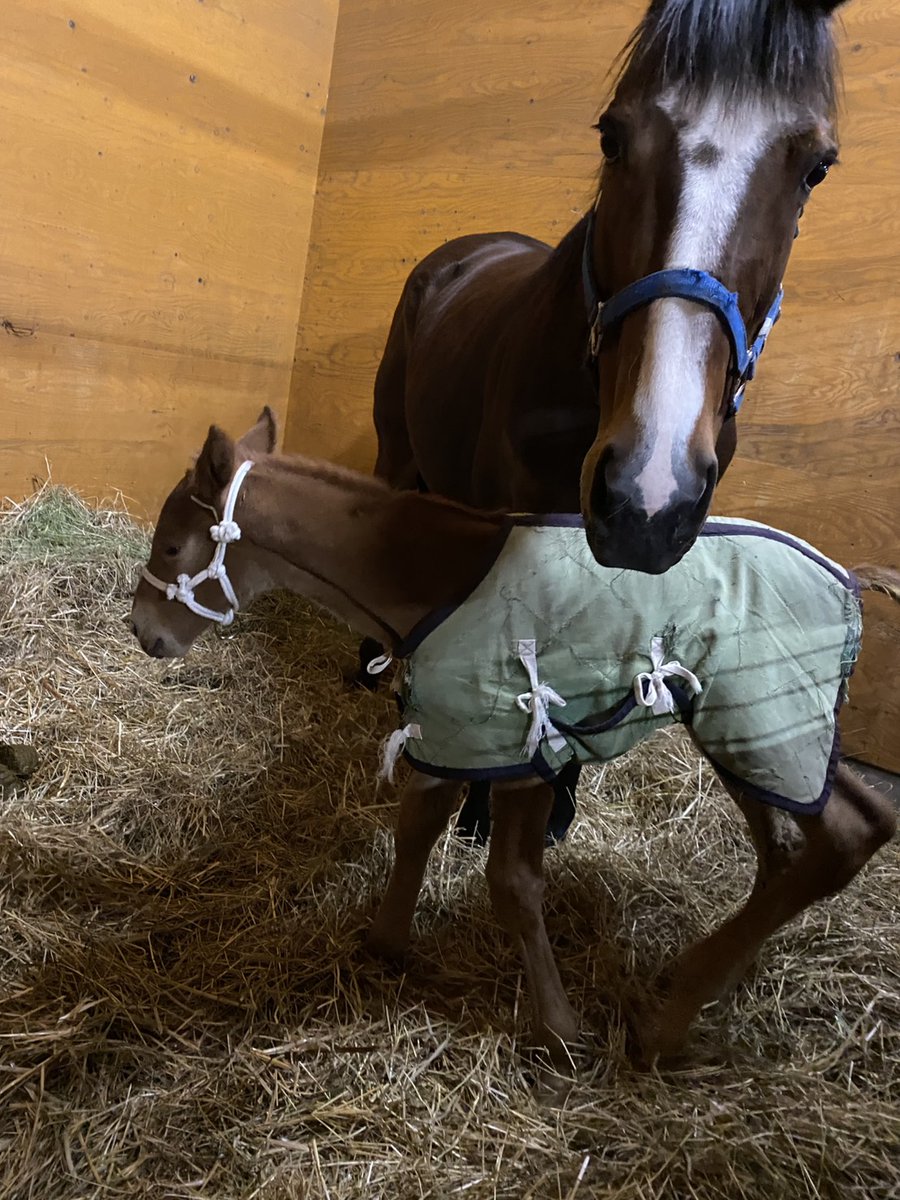 馬きち tweet media