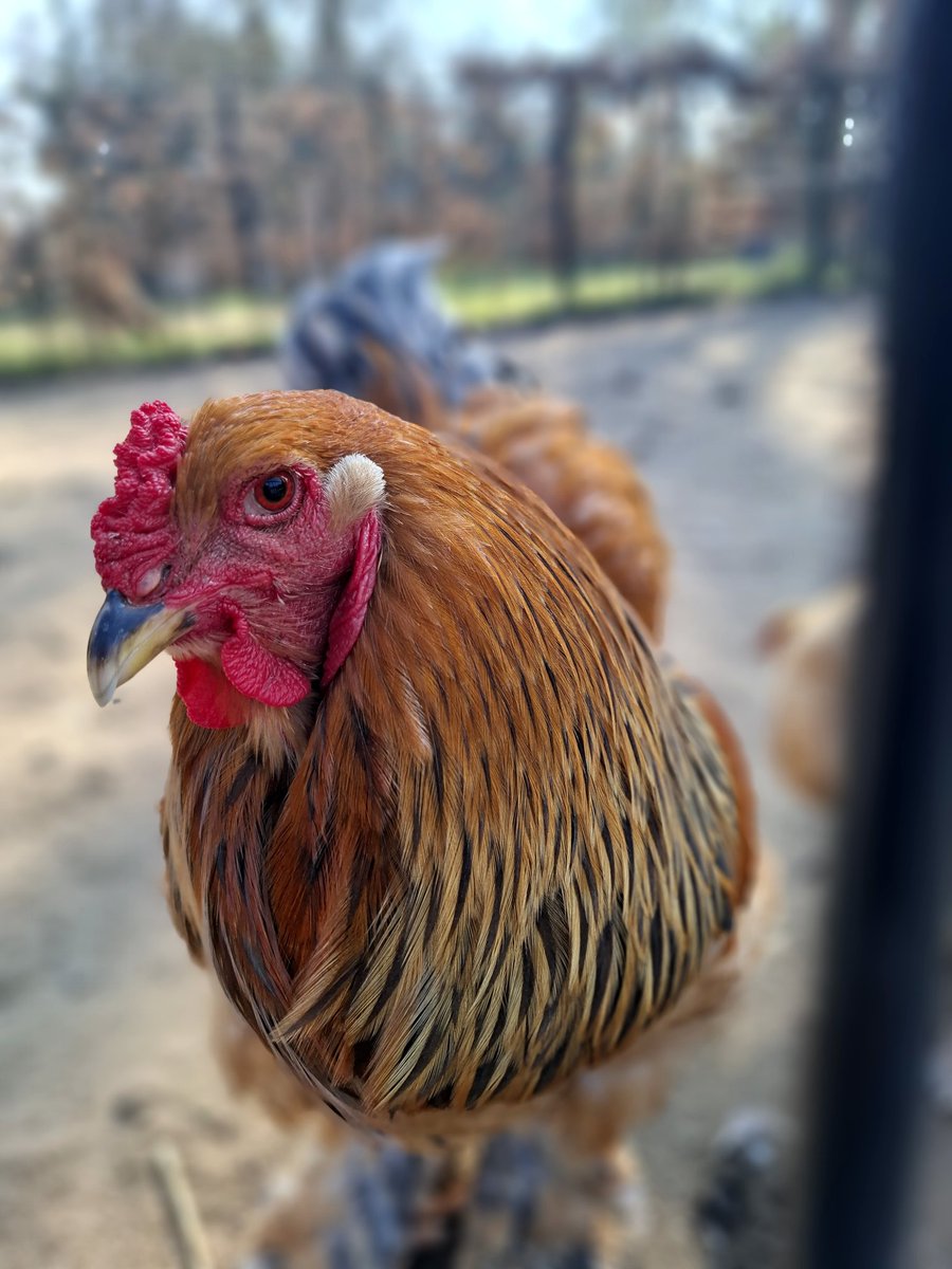 Serdar Demli tweet media