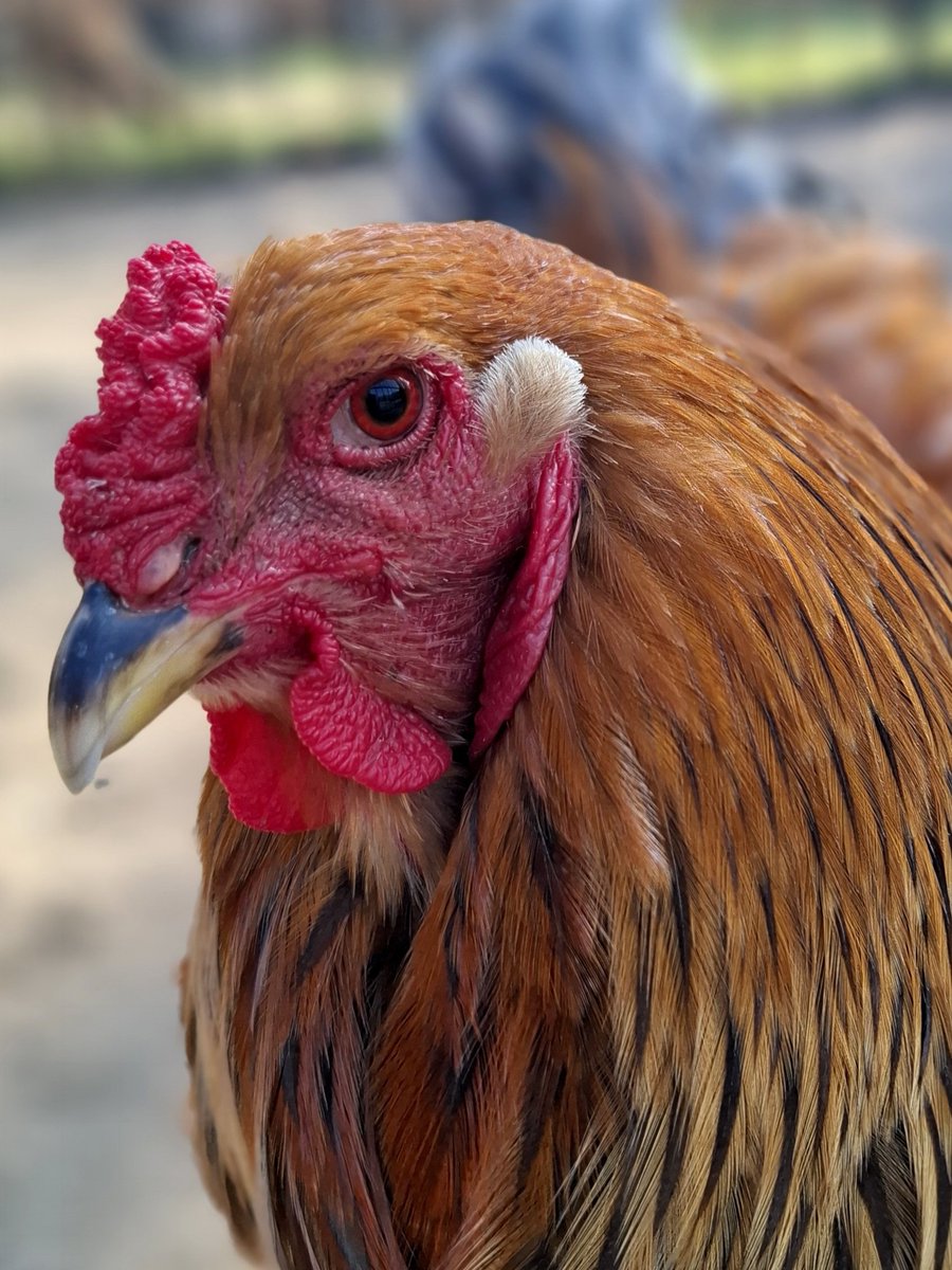 Serdar Demli tweet media