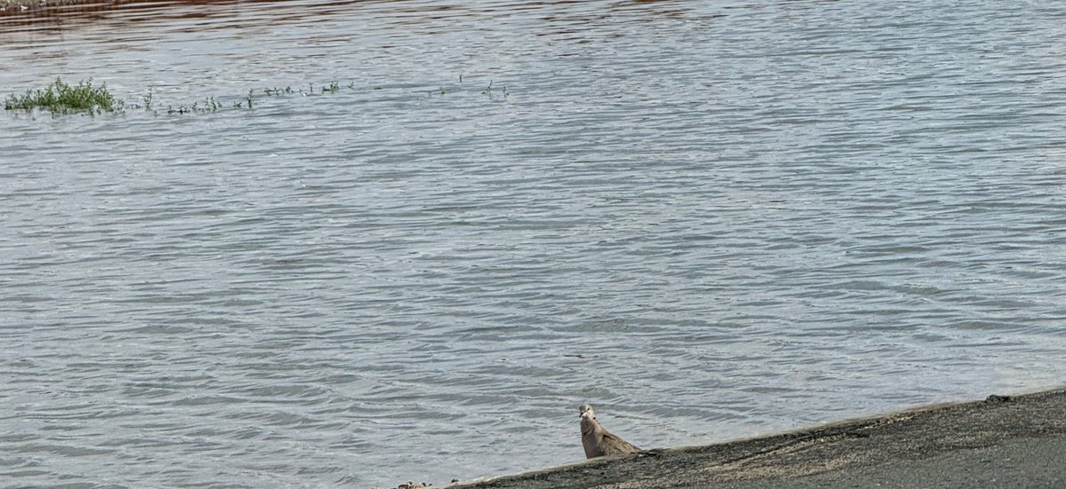 シニア tweet media