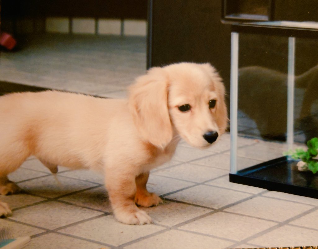 #世界子犬の日
おなかぽんぽこりんの
かわいこちゃん
我が家に来てくれてありがとうね🥰