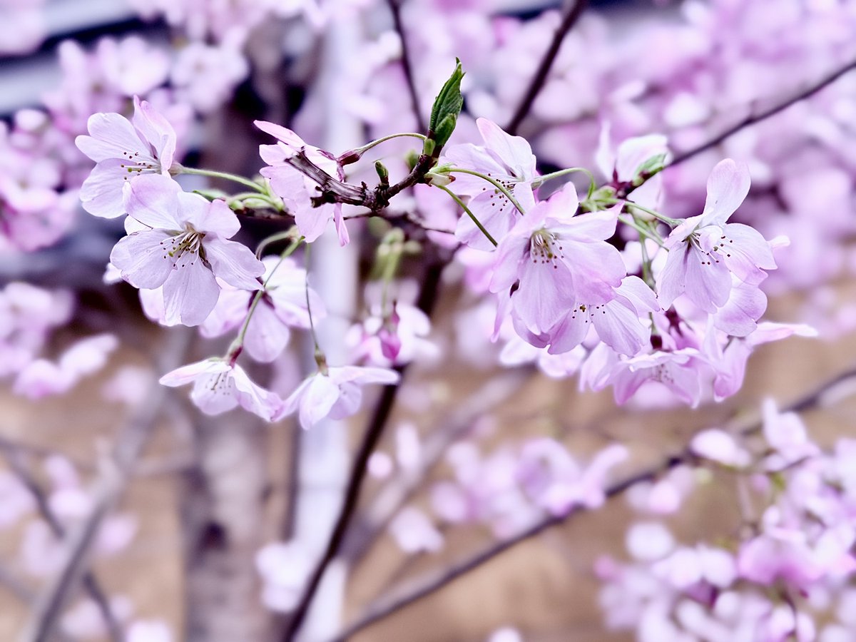 __01yn_moon__'s tweet photo. 🌸 https://t.co/Gk1oOyvxM0