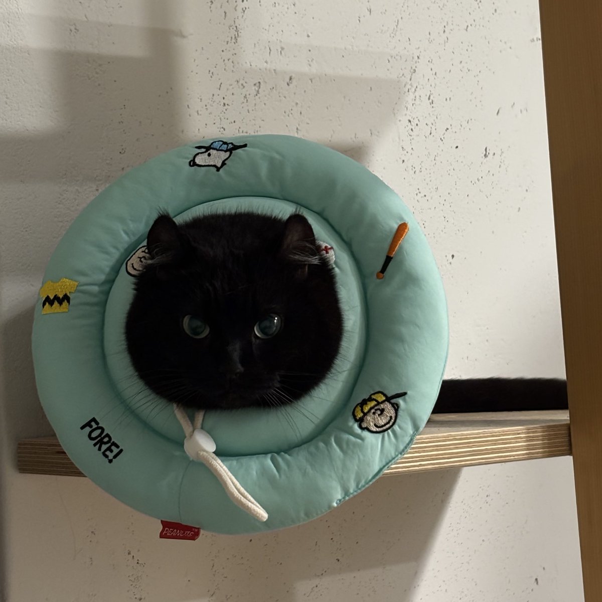 돌리스타 tweet media