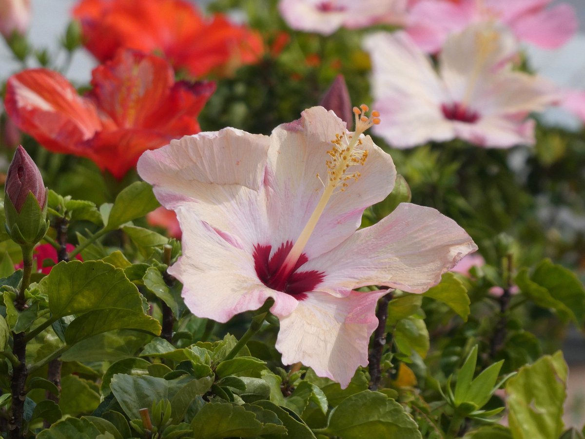 hychan0610's tweet photo. 陽光下的 #大紅花 很有質感!😍#hibiscusrosasinensis #flowers #flowerphotos #panasonictz95 https://t.co/AAsBFj44fp