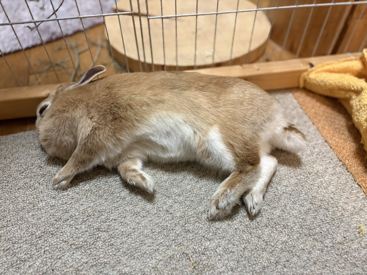 ごま🐰(飼い主:あるじ) tweet media