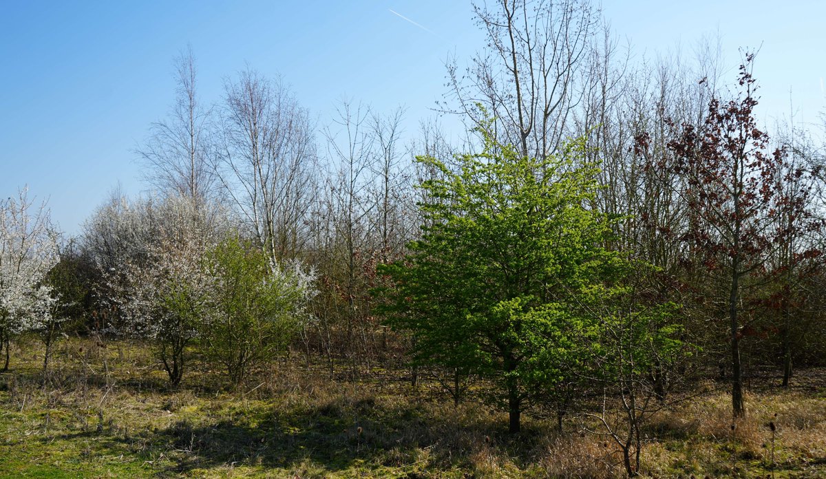 Scottish Forestry tweet media