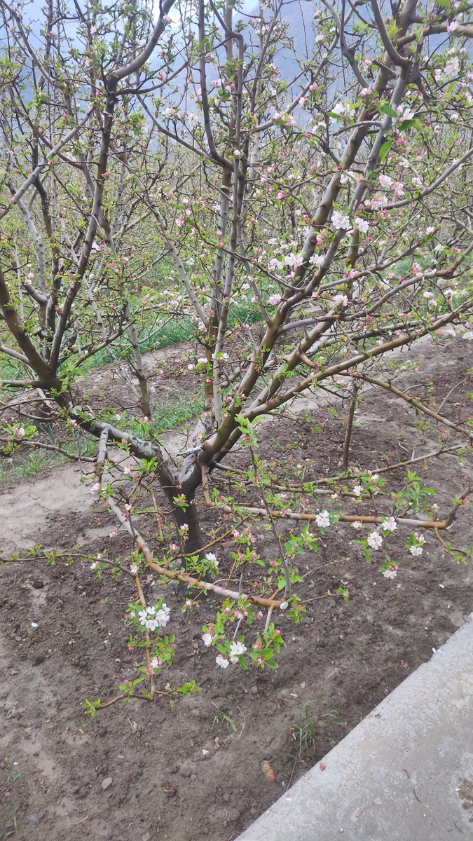 thw4u's tweet image. Spring's arrival delayed by consistent spell of Rain n Snow...🍎🌲 🏔️
 #Spring #mountains #Rain #snow