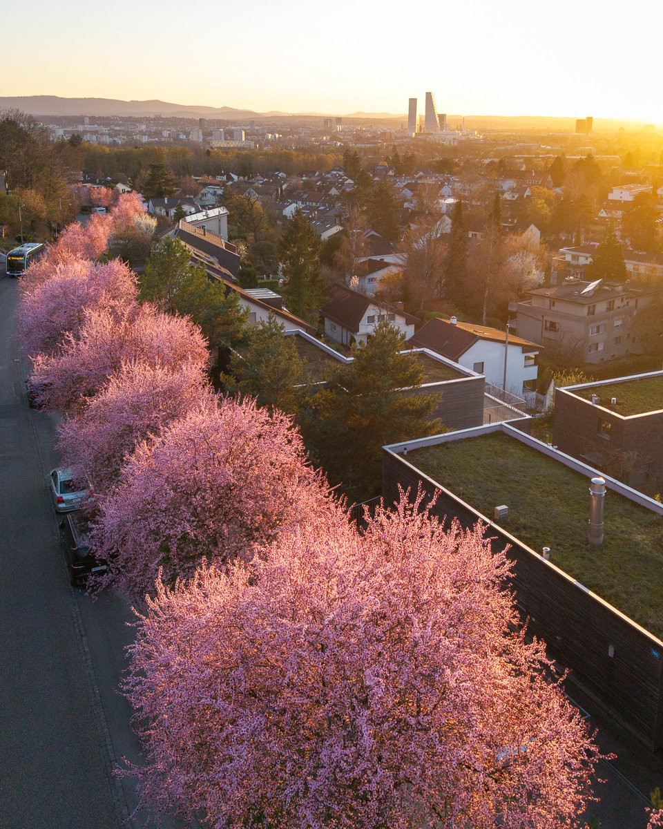 Raphael Alù tweet media