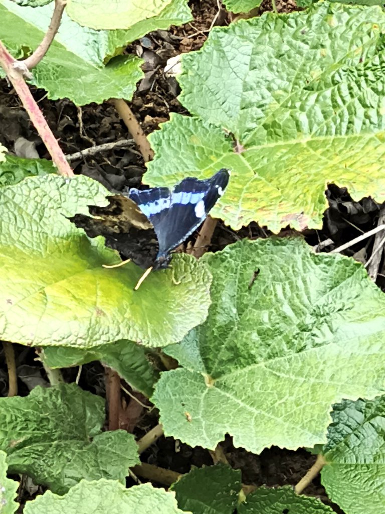 喜界島のずんだもん tweet media