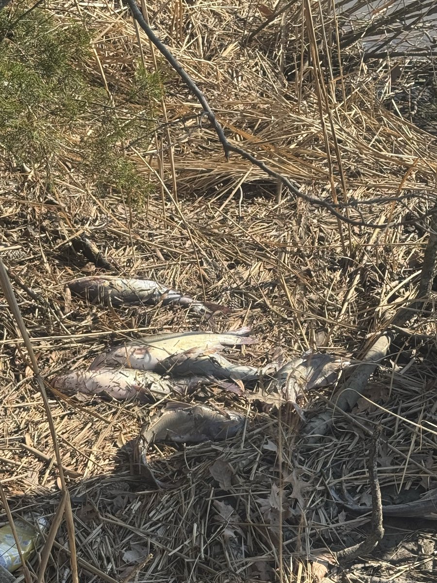 Chow Wong tweet media