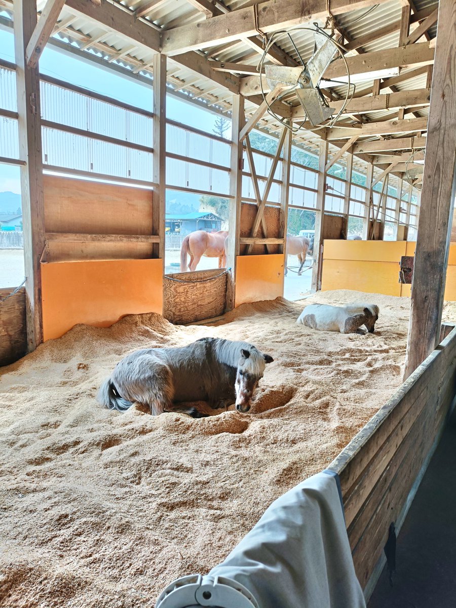 厩舎みちくさ 南相馬市小高区 tweet media