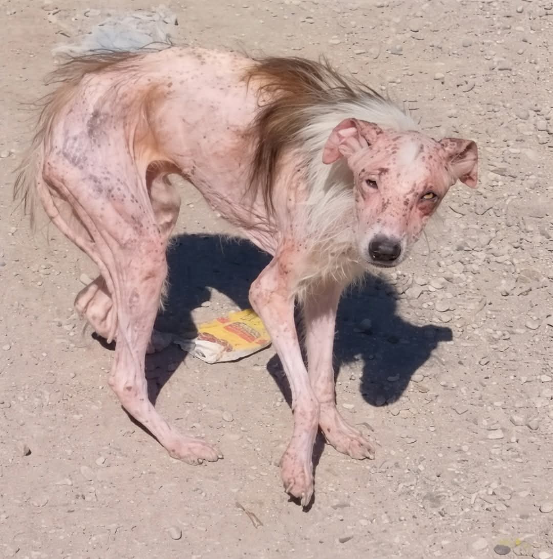 Alice 👑 tweet media