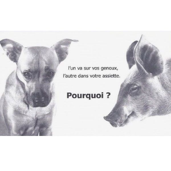 PBE 🦔🌳🐤🐾 tweet media