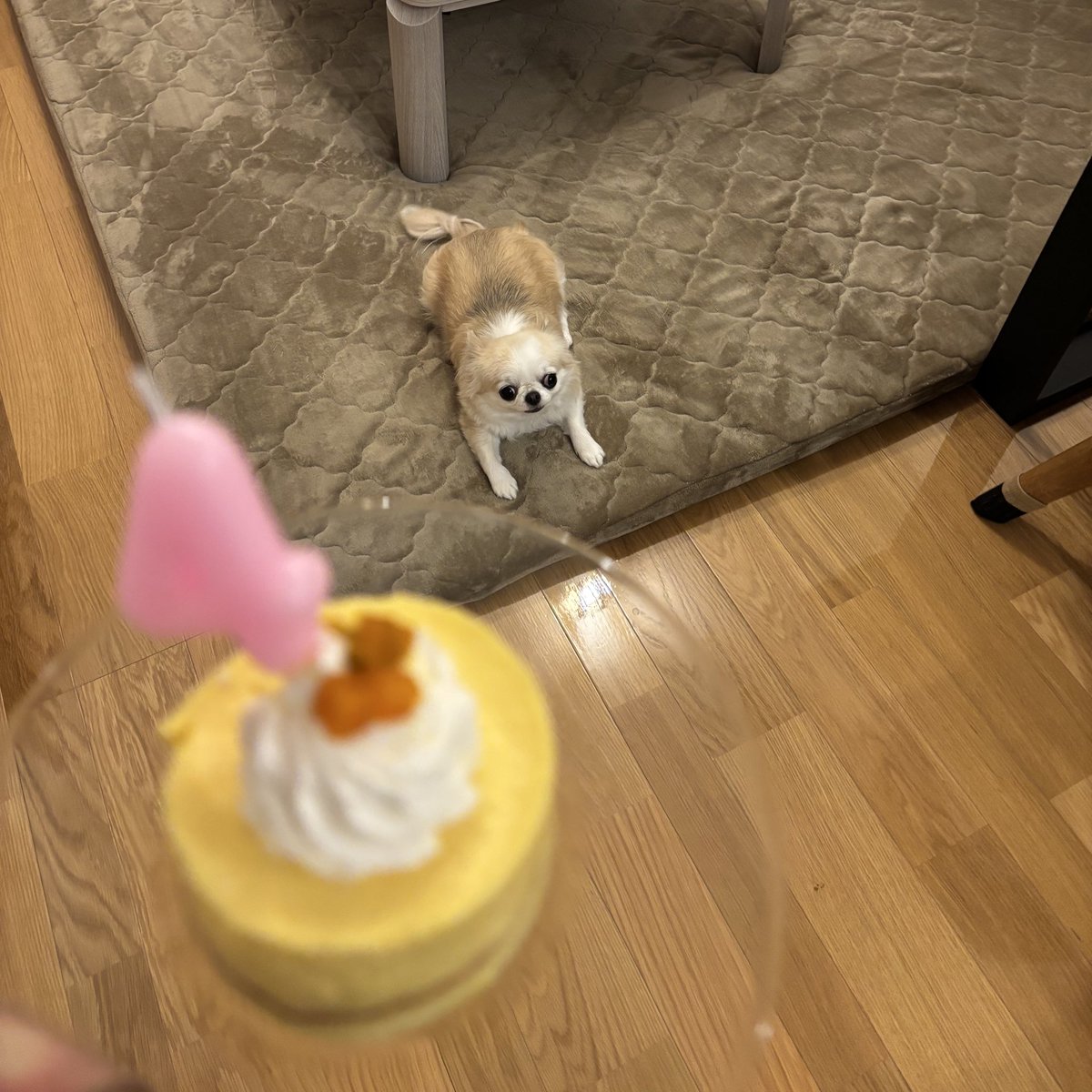 うめ(犬)親管理 tweet media