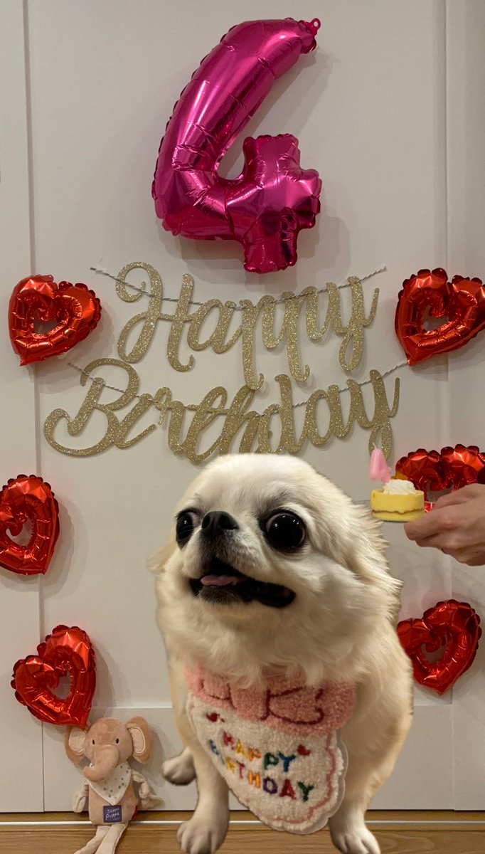 うめ(犬)親管理 tweet media