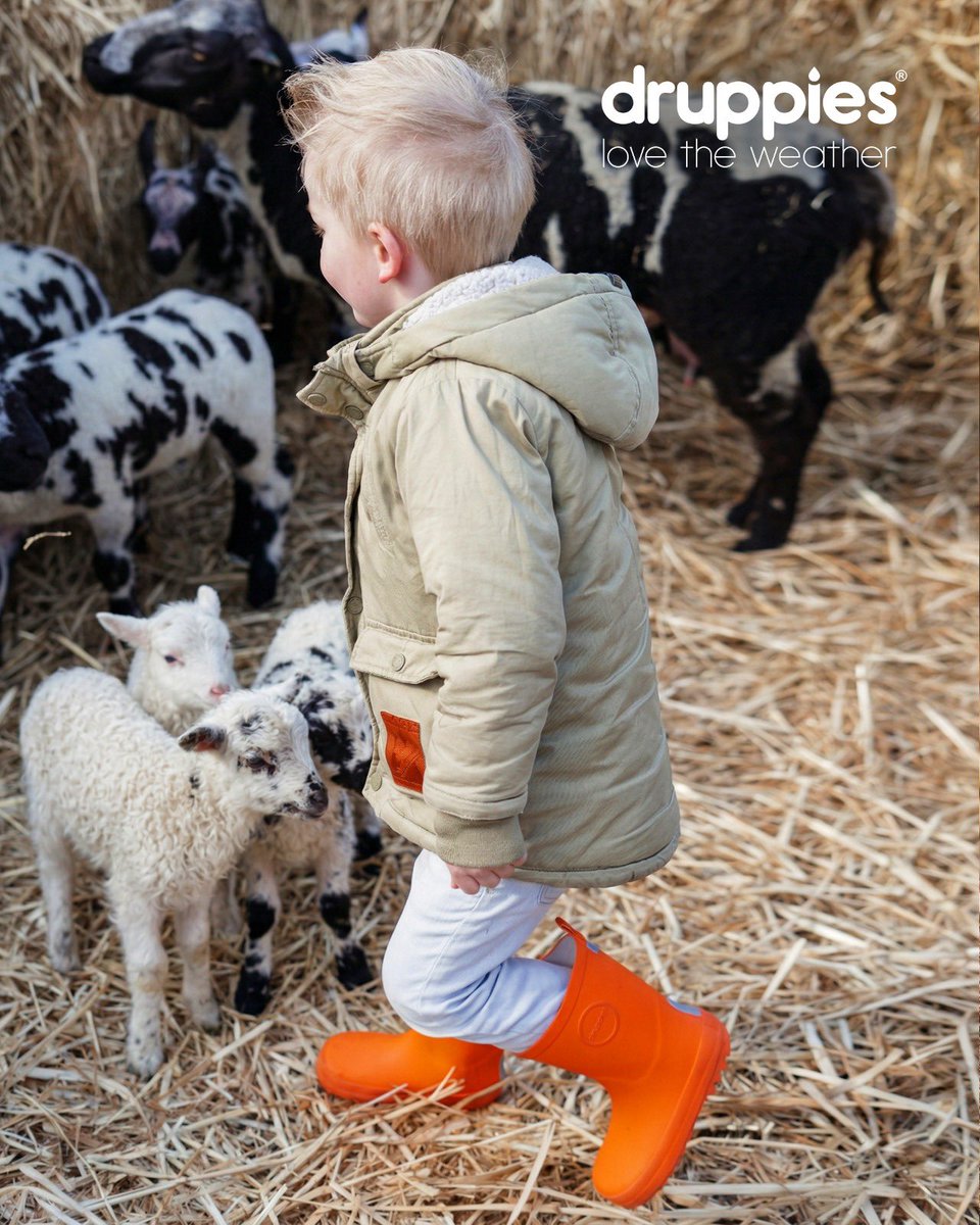 De lente is begonnen en overal om je heen zie je weer lammetjes. 🐑🌿
Zachte vachtjes, frisse lucht en die eerste warme zonnestralen.
Gewoon genieten van het moment, midden tussen het nieuwe leven.

#lentegevoel #lammetjes #buitenleven #druppies #voorjaar