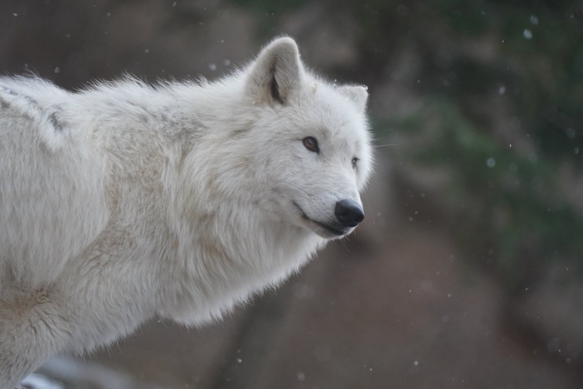 Potato@ﾎﾟﾃﾄ tweet media