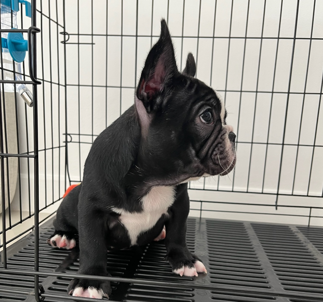 Janbluus tweet media