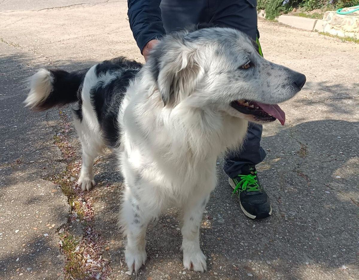 ❗️ En adopción:

🐕 Macho, mestizo de border collie, del 09/2022.
📍 Entregado por su propietario, el 23/03/2026.

🆔 #CED2603231
➡️ …aprovincial.diputaciondevalladolid.es/ficha-detalle/… 
👀 Reservas y cita previa: ☎️ 659 681 584
🕙 L-V 10-13:30 y 17-19. S, D y fest. 10-14h.