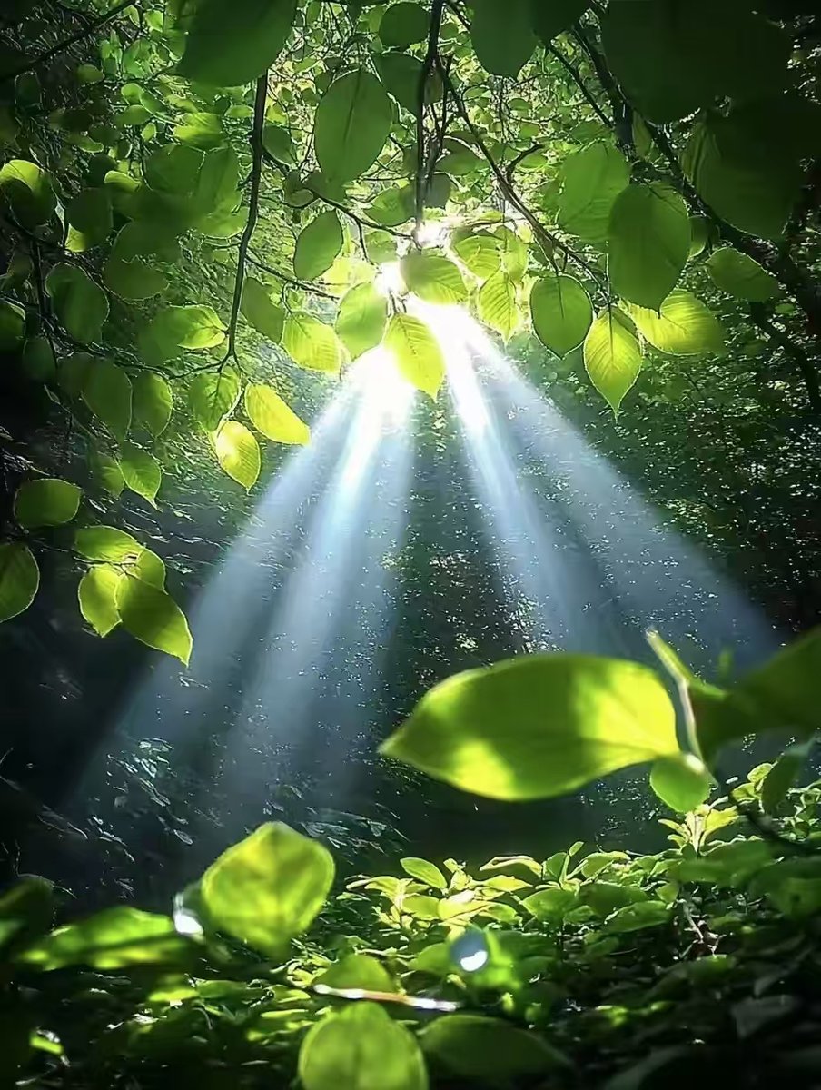 Dave Ross tweet media